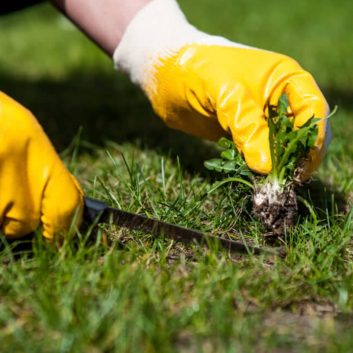 Lawn Care Services Bradenton FL